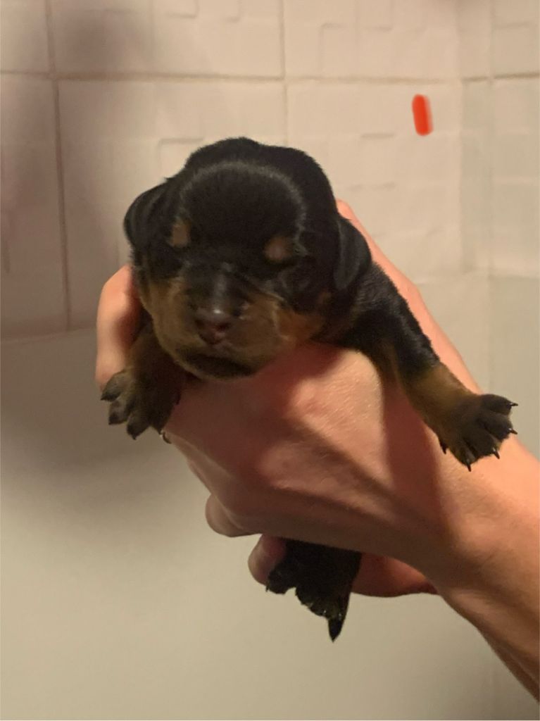 Du Valhalla Des Anges Noirs - Chiot disponible  - Rottweiler