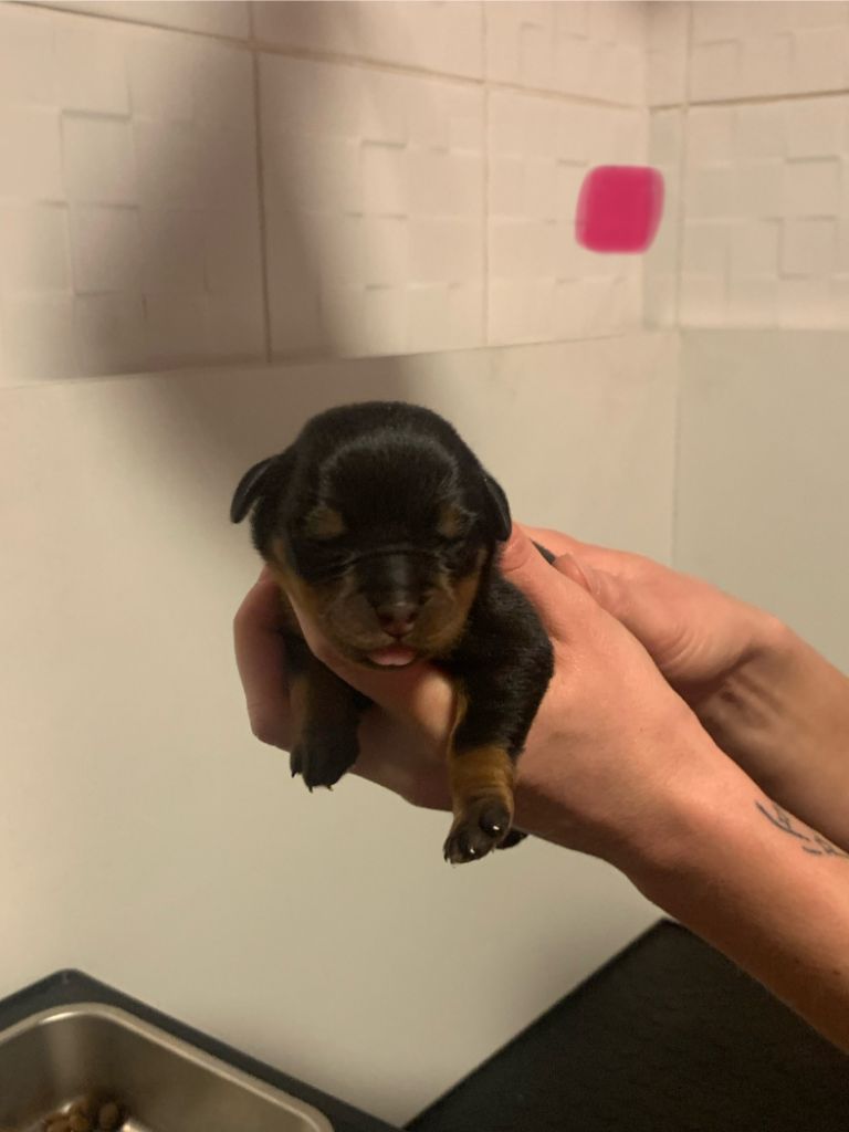 Du Valhalla Des Anges Noirs - Chiot disponible  - Rottweiler