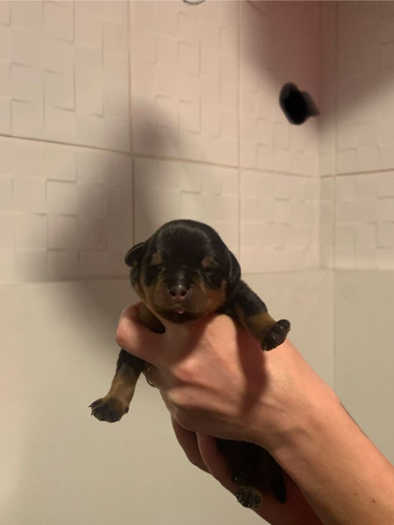 Du Valhalla Des Anges Noirs - Chiot disponible  - Rottweiler