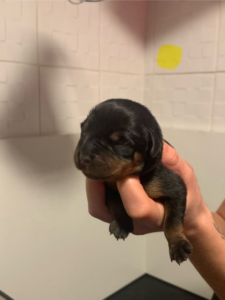 Du Valhalla Des Anges Noirs - Chiot disponible  - Rottweiler