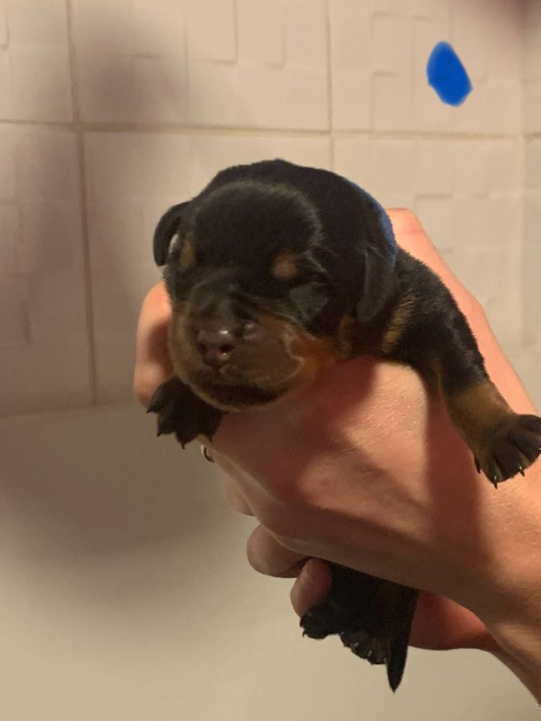 Du Valhalla Des Anges Noirs - Chiot disponible  - Rottweiler