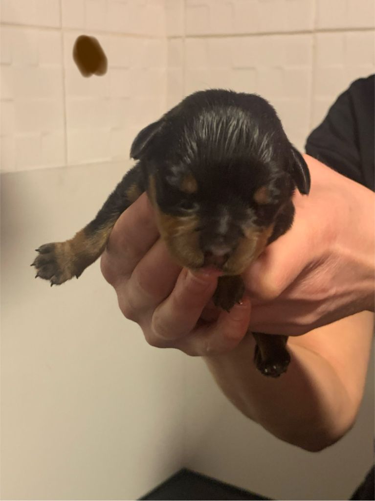 Du Valhalla Des Anges Noirs - Chiot disponible  - Rottweiler