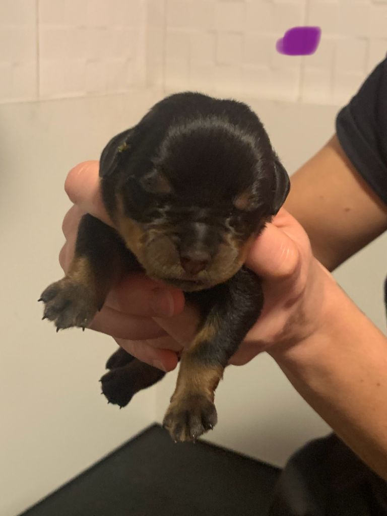 Du Valhalla Des Anges Noirs - Chiot disponible  - Rottweiler