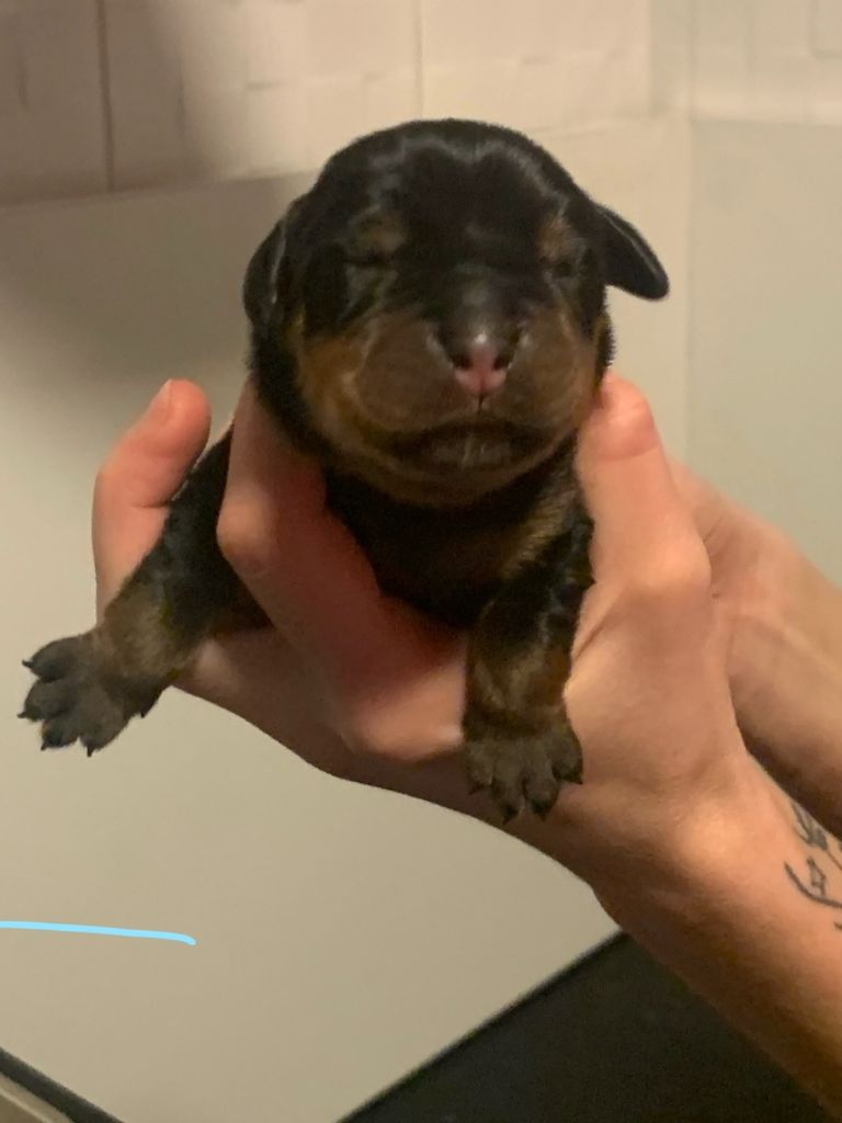 Du Valhalla Des Anges Noirs - Chiot disponible  - Rottweiler