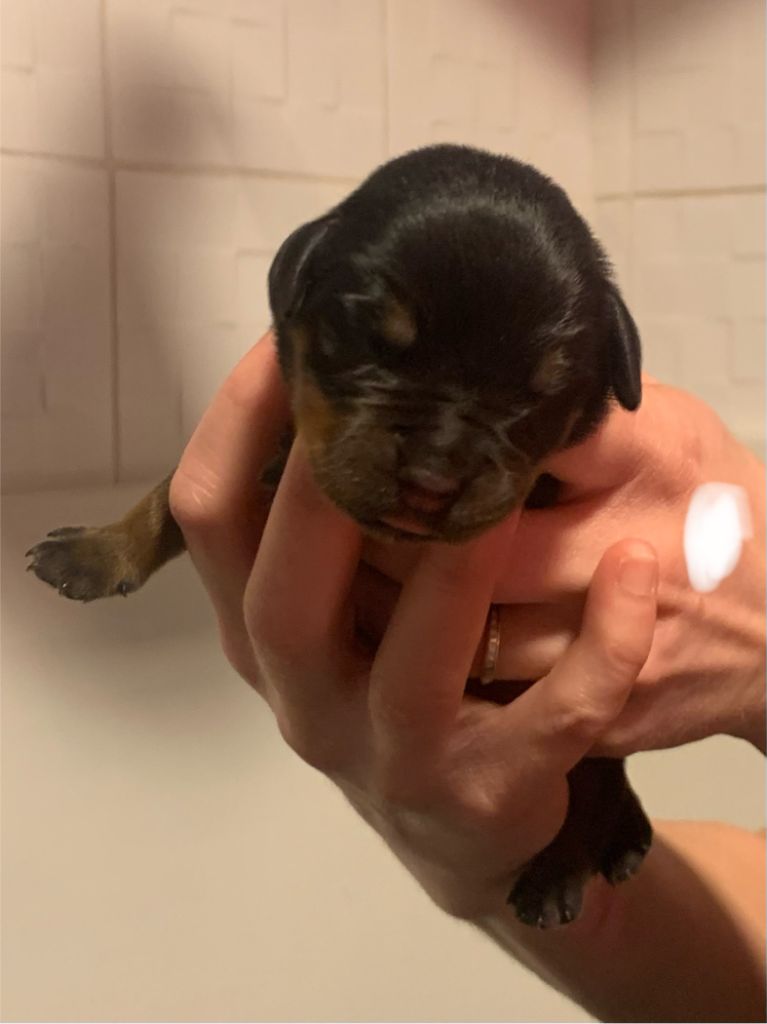 Du Valhalla Des Anges Noirs - Chiot disponible  - Rottweiler