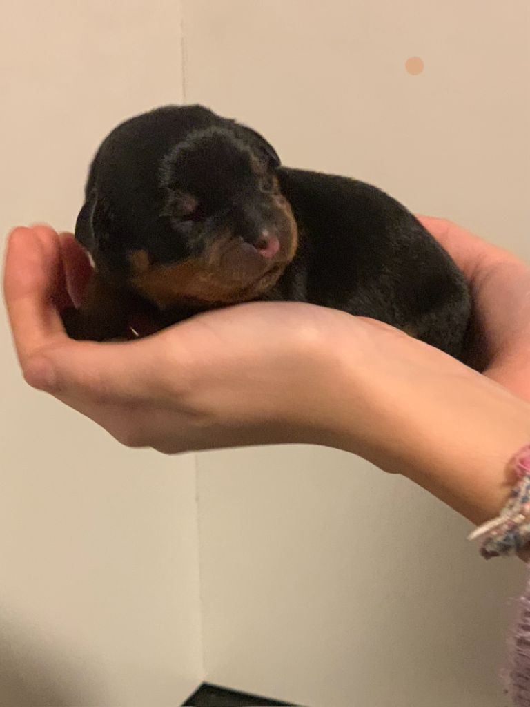 Du Valhalla Des Anges Noirs - Chiot disponible  - Rottweiler