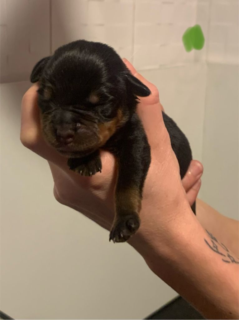 Du Valhalla Des Anges Noirs - Chiot disponible  - Rottweiler