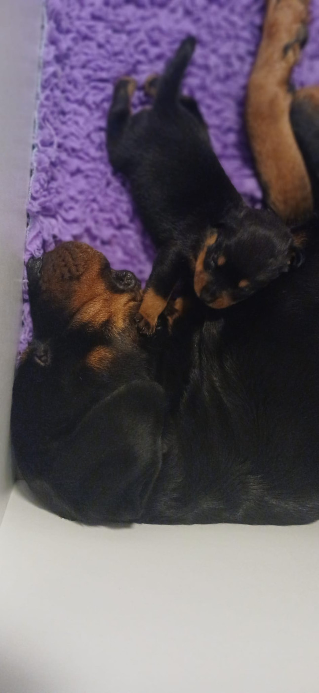 Chiot Rottweiler Du Valhalla Des Anges Noirs
