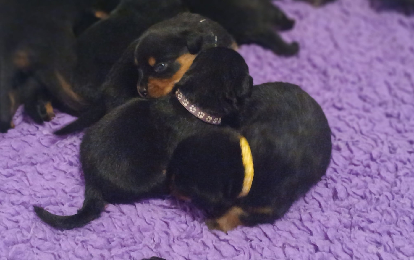 Du Valhalla Des Anges Noirs - Chiots disponibles - Rottweiler