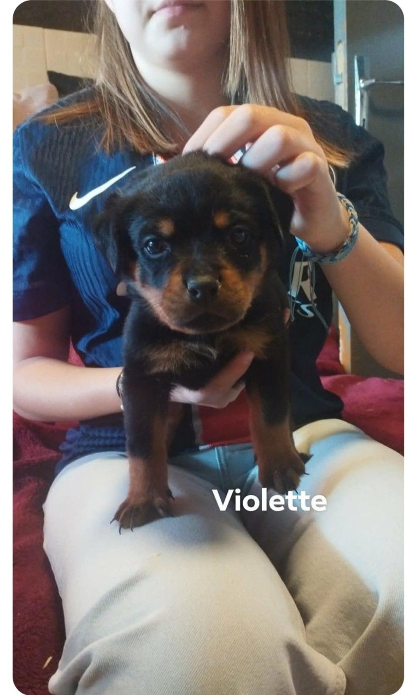 Du Valhalla Des Anges Noirs - Chiots disponibles - Rottweiler