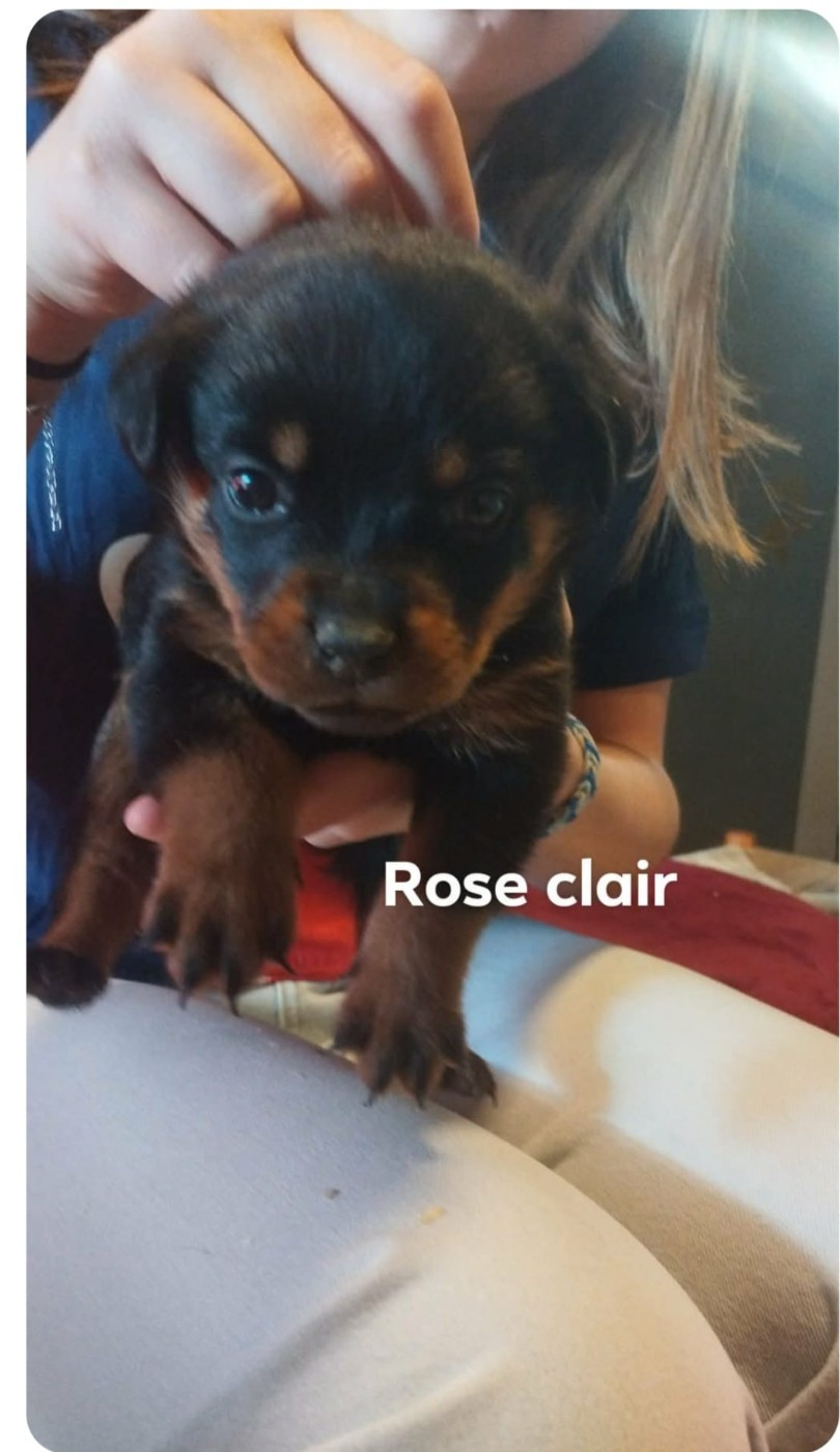 Du Valhalla Des Anges Noirs - Chiots disponibles - Rottweiler