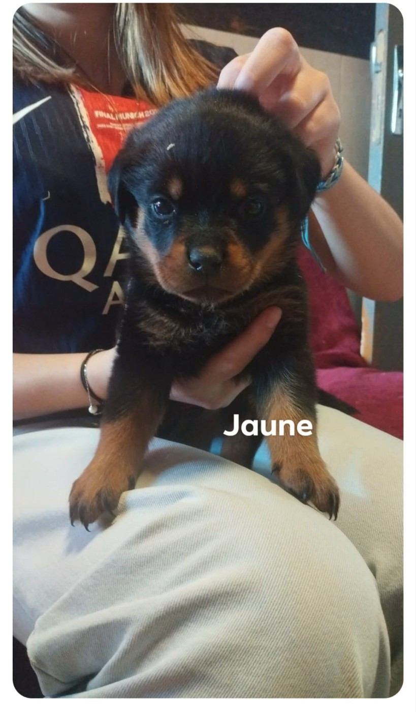 Du Valhalla Des Anges Noirs - Chiots disponibles - Rottweiler