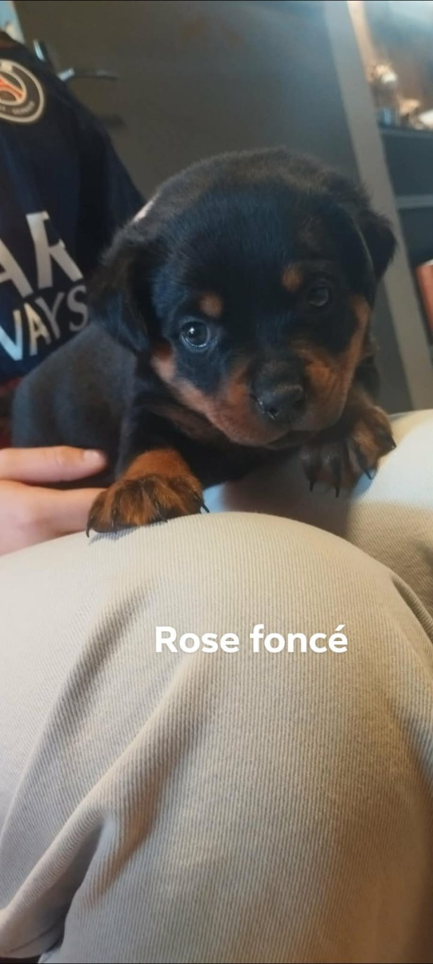 Du Valhalla Des Anges Noirs - Chiots disponibles - Rottweiler