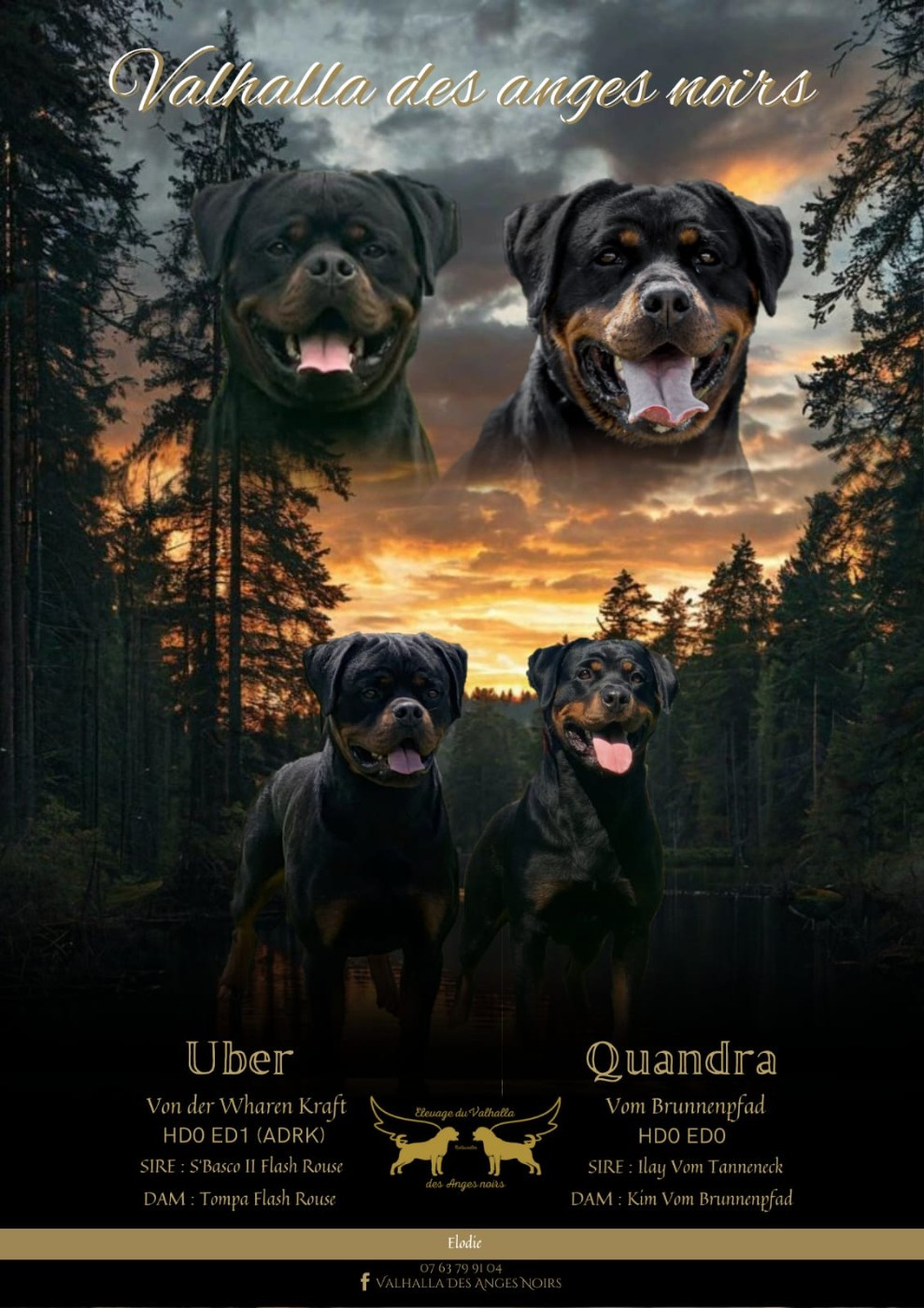 Du Valhalla Des Anges Noirs - Rottweiler - Portée née le 18/02/2026