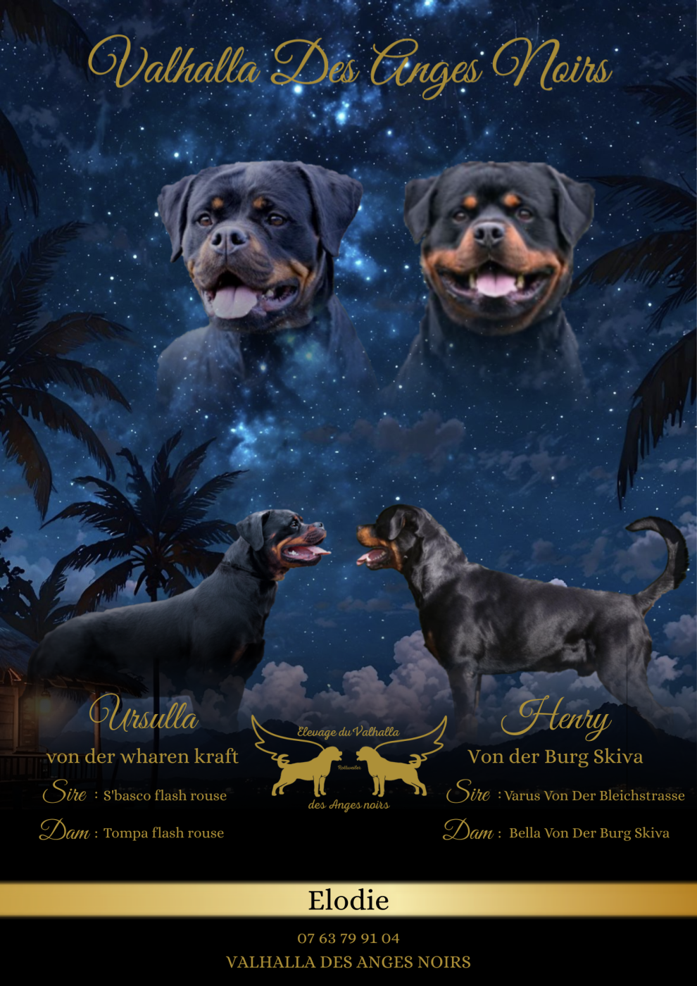 Du Valhalla Des Anges Noirs - Chiots disponibles - Rottweiler