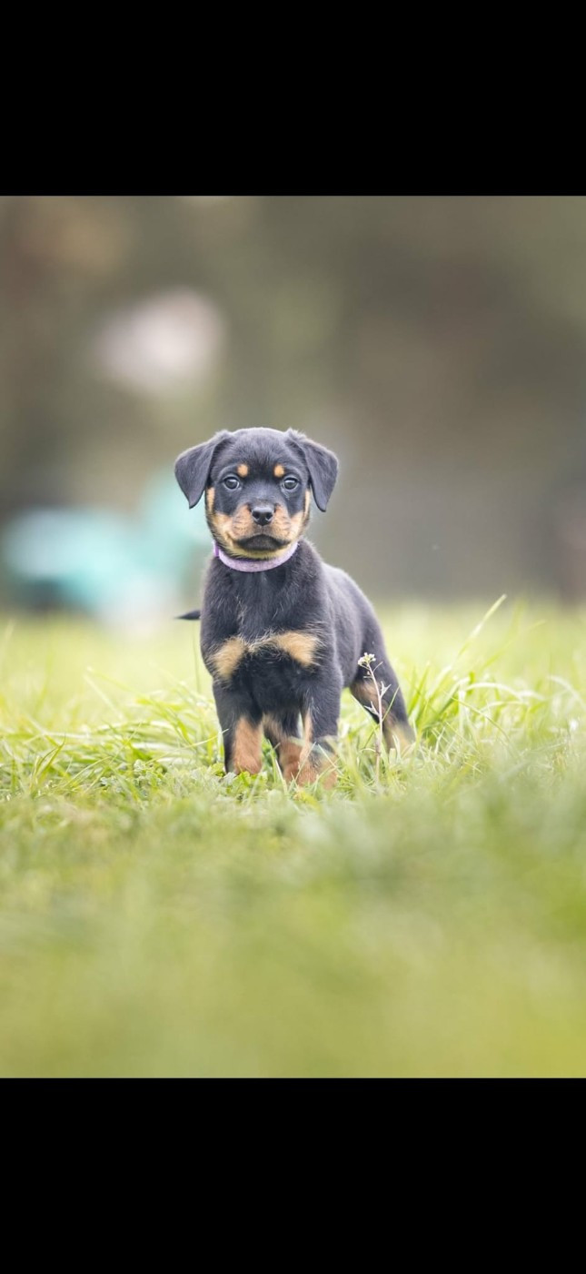 Du Valhalla Des Anges Noirs - Chiots disponibles - Rottweiler