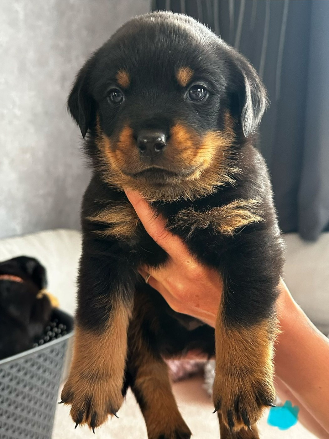 Du Valhalla Des Anges Noirs - Chiots disponibles - Rottweiler