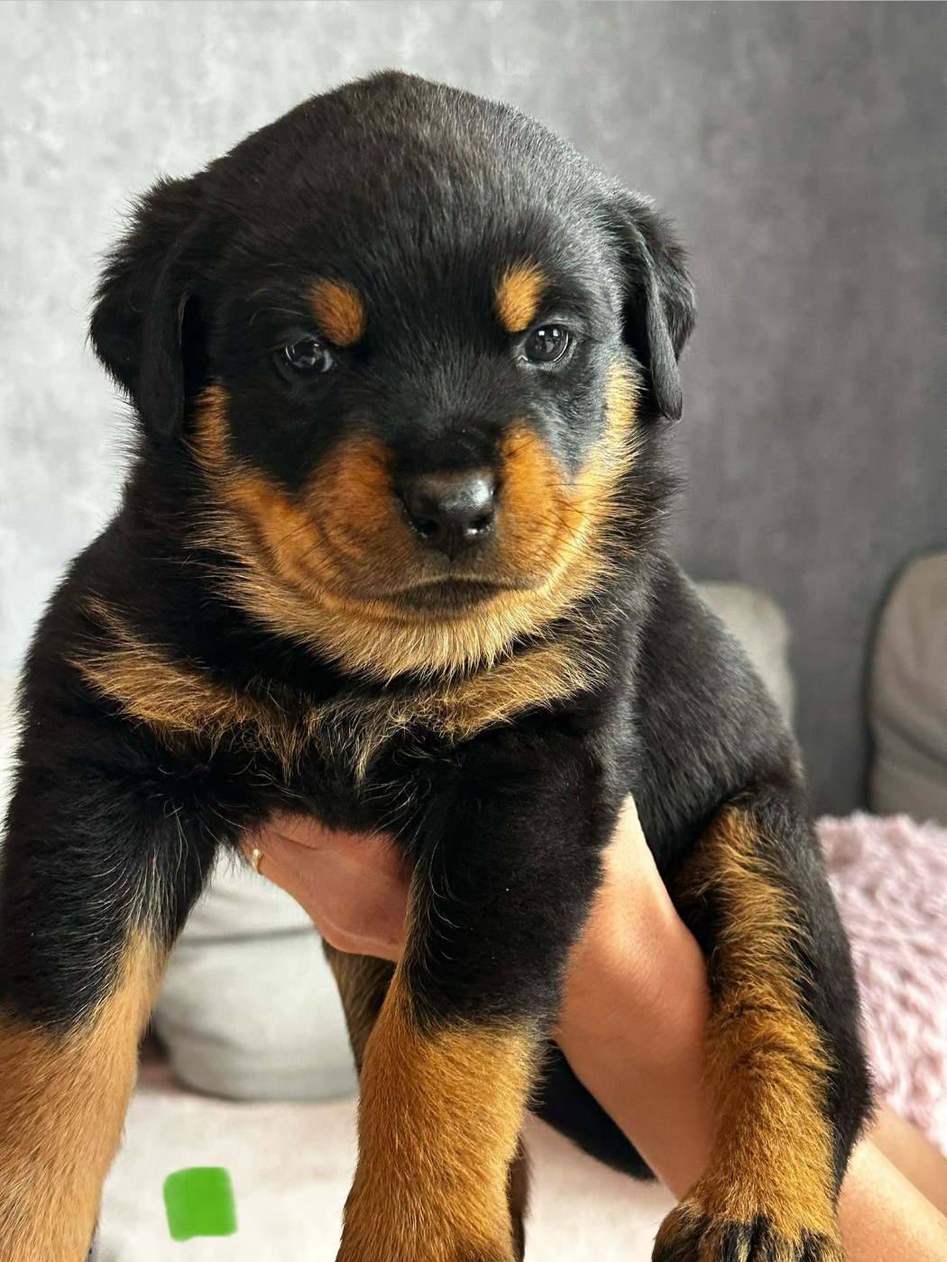 Du Valhalla Des Anges Noirs - Chiots disponibles - Rottweiler