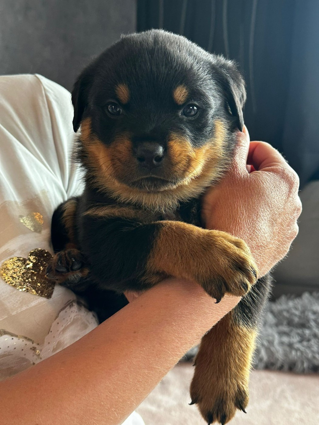 Du Valhalla Des Anges Noirs - Chiots disponibles - Rottweiler