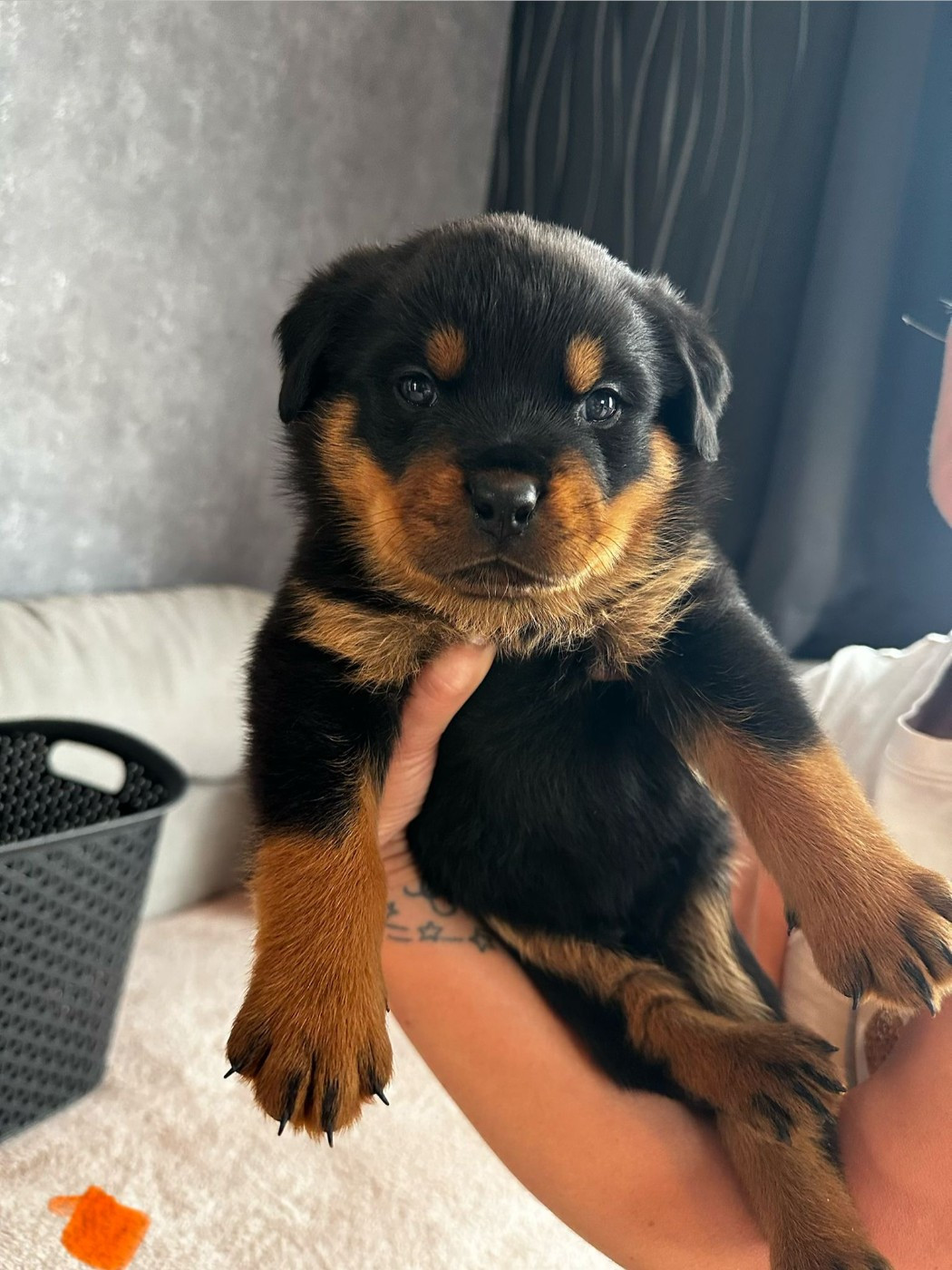 Du Valhalla Des Anges Noirs - Chiots disponibles - Rottweiler
