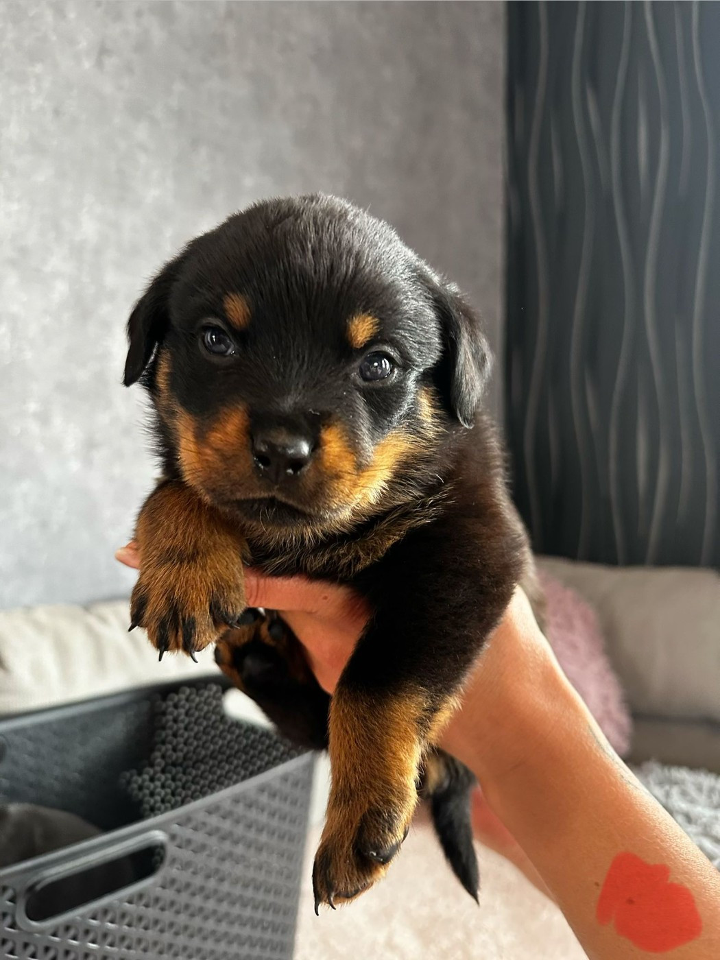 Du Valhalla Des Anges Noirs - Chiots disponibles - Rottweiler