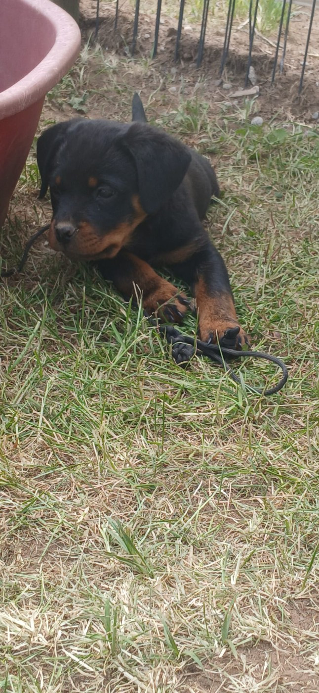 Du Valhalla Des Anges Noirs - Chiots disponibles - Rottweiler