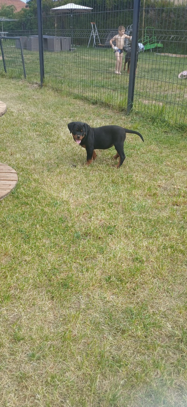 Du Valhalla Des Anges Noirs - Chiots disponibles - Rottweiler