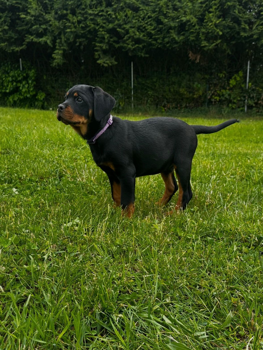 Du Valhalla Des Anges Noirs - Chiots disponibles - Rottweiler