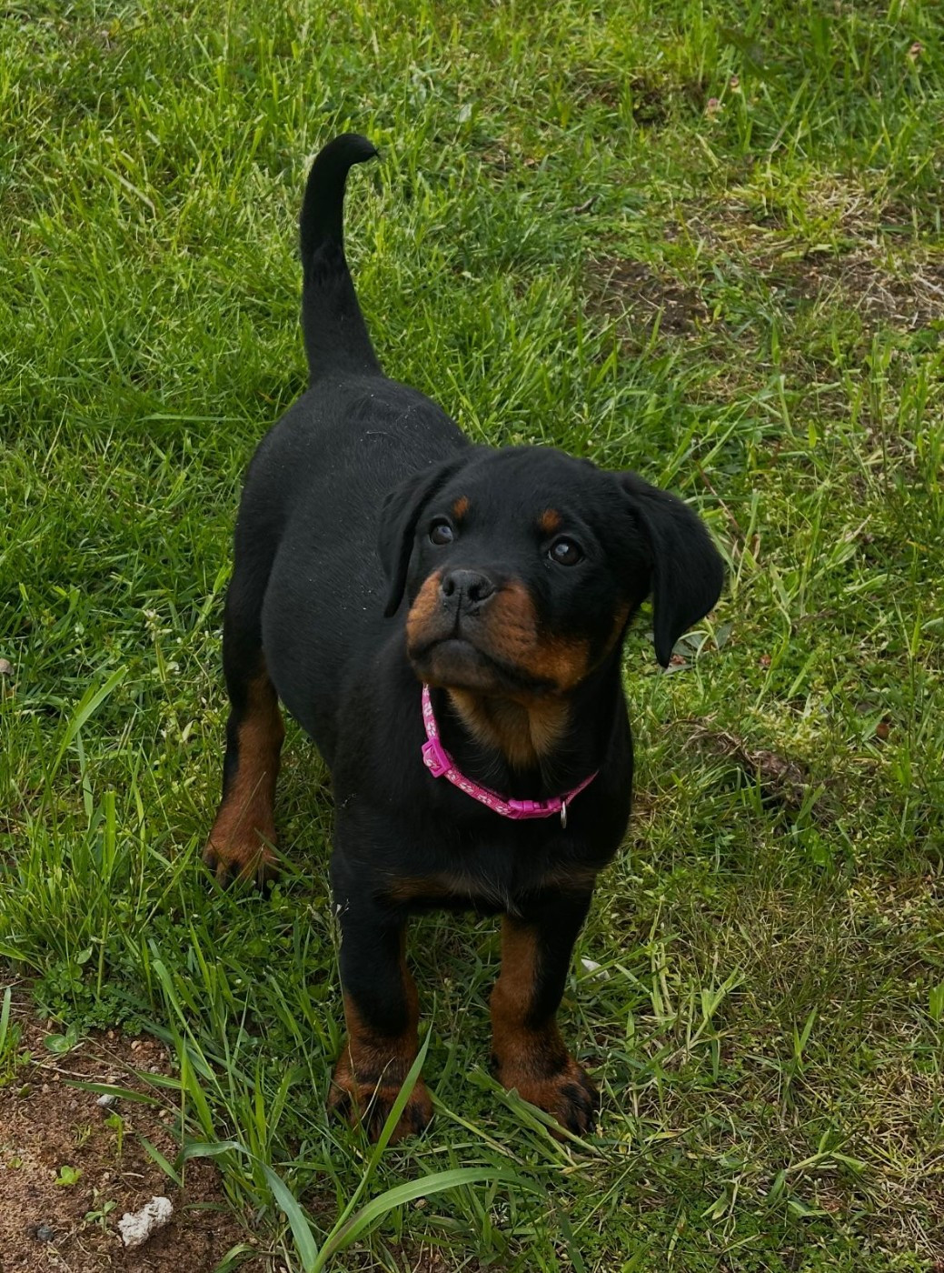 Du Valhalla Des Anges Noirs - Chiots disponibles - Rottweiler