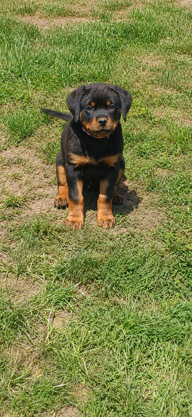 Du Valhalla Des Anges Noirs - Chiots disponibles - Rottweiler