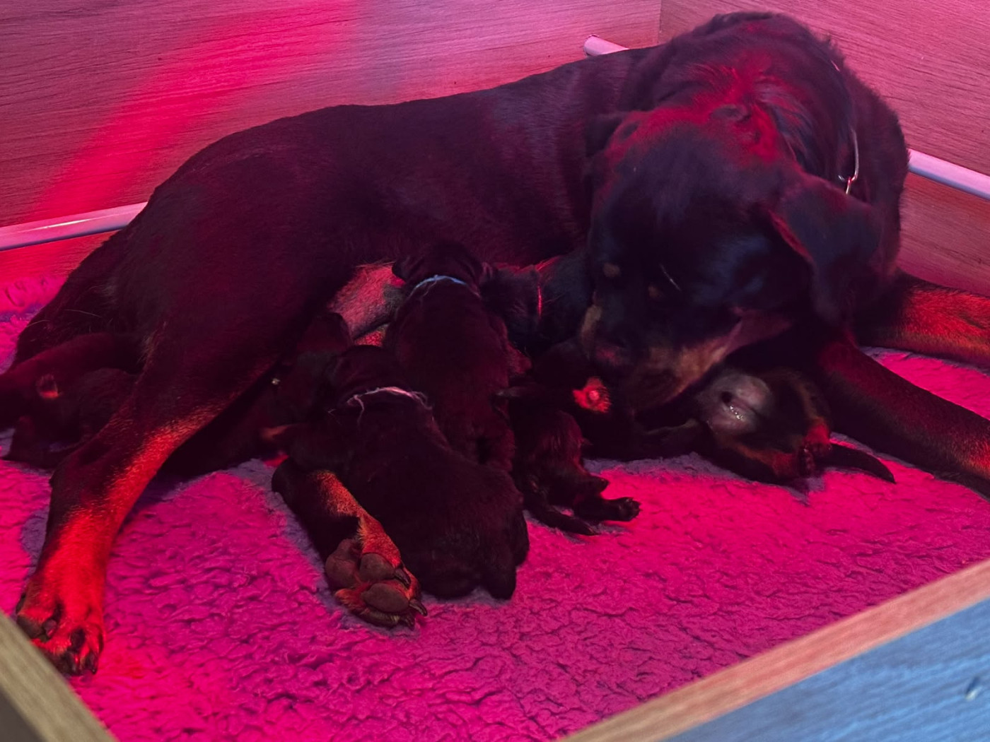 Chiot Rottweiler Du Valhalla Des Anges Noirs