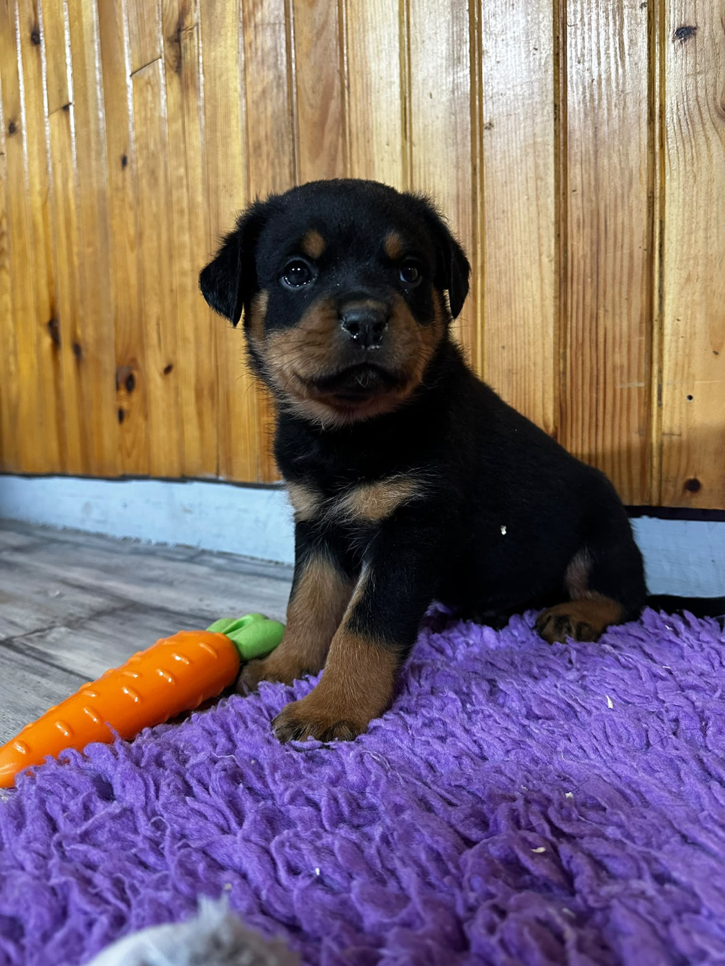 Du Valhalla Des Anges Noirs - Chiots disponibles - Rottweiler
