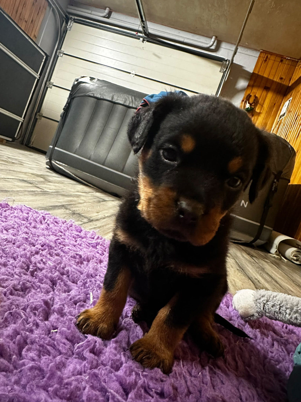 Du Valhalla Des Anges Noirs - Chiots disponibles - Rottweiler