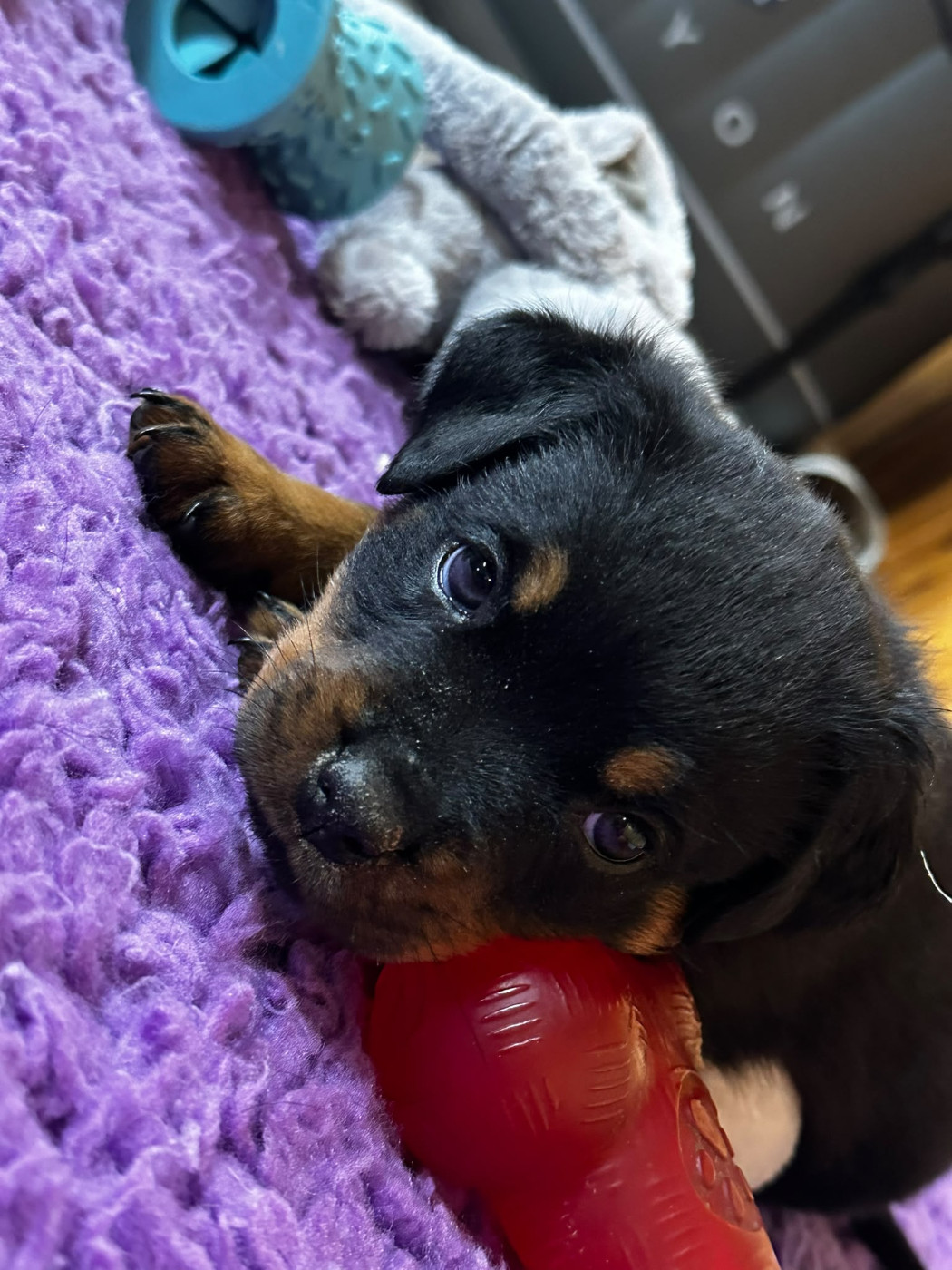 Du Valhalla Des Anges Noirs - Chiots disponibles - Rottweiler