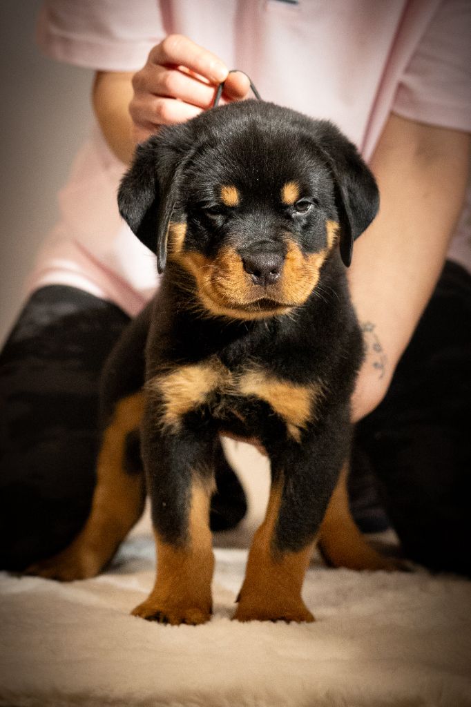 Du Valhalla Des Anges Noirs - Chiots disponibles - Rottweiler