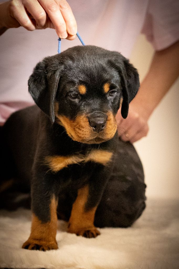 Du Valhalla Des Anges Noirs - Chiots disponibles - Rottweiler