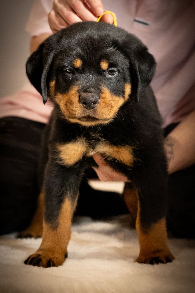 Du Valhalla Des Anges Noirs - Chiots disponibles - Rottweiler