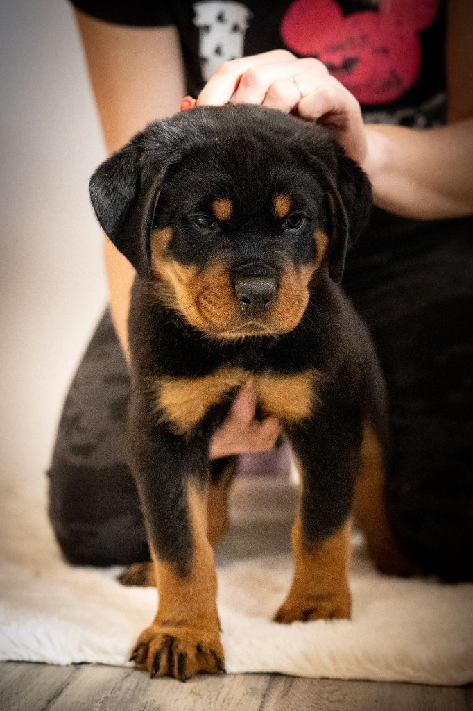 Du Valhalla Des Anges Noirs - Chiots disponibles - Rottweiler