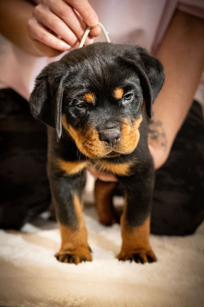 Du Valhalla Des Anges Noirs - Chiots disponibles - Rottweiler