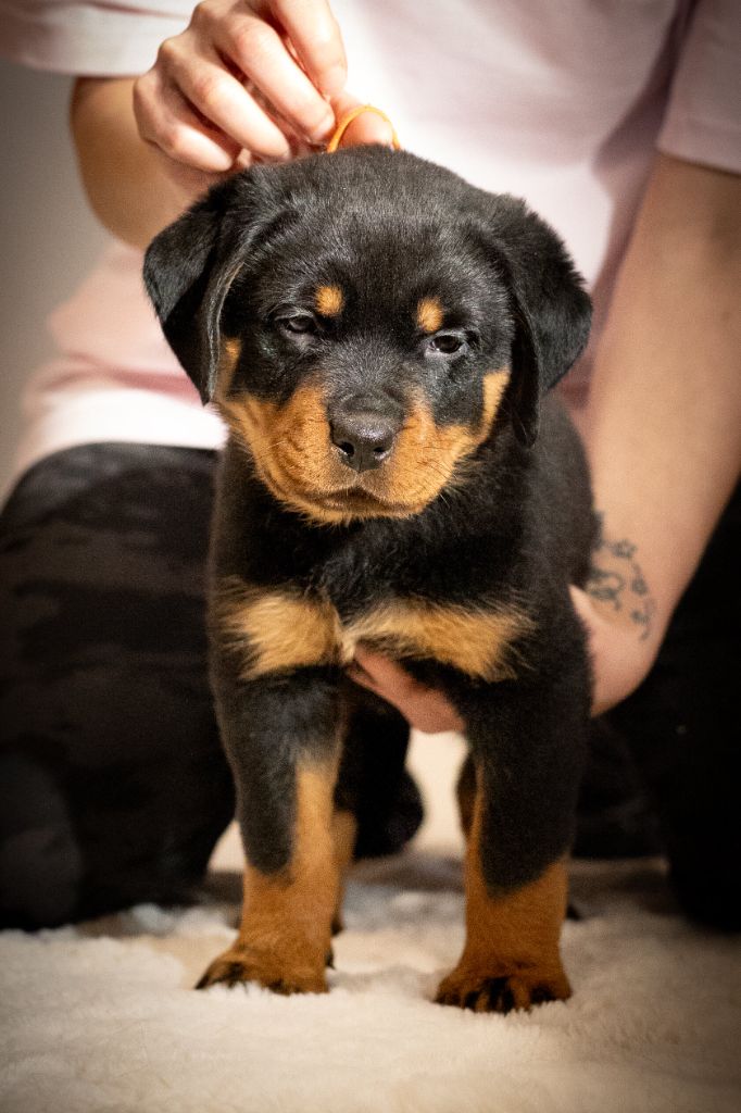 Du Valhalla Des Anges Noirs - Chiots disponibles - Rottweiler