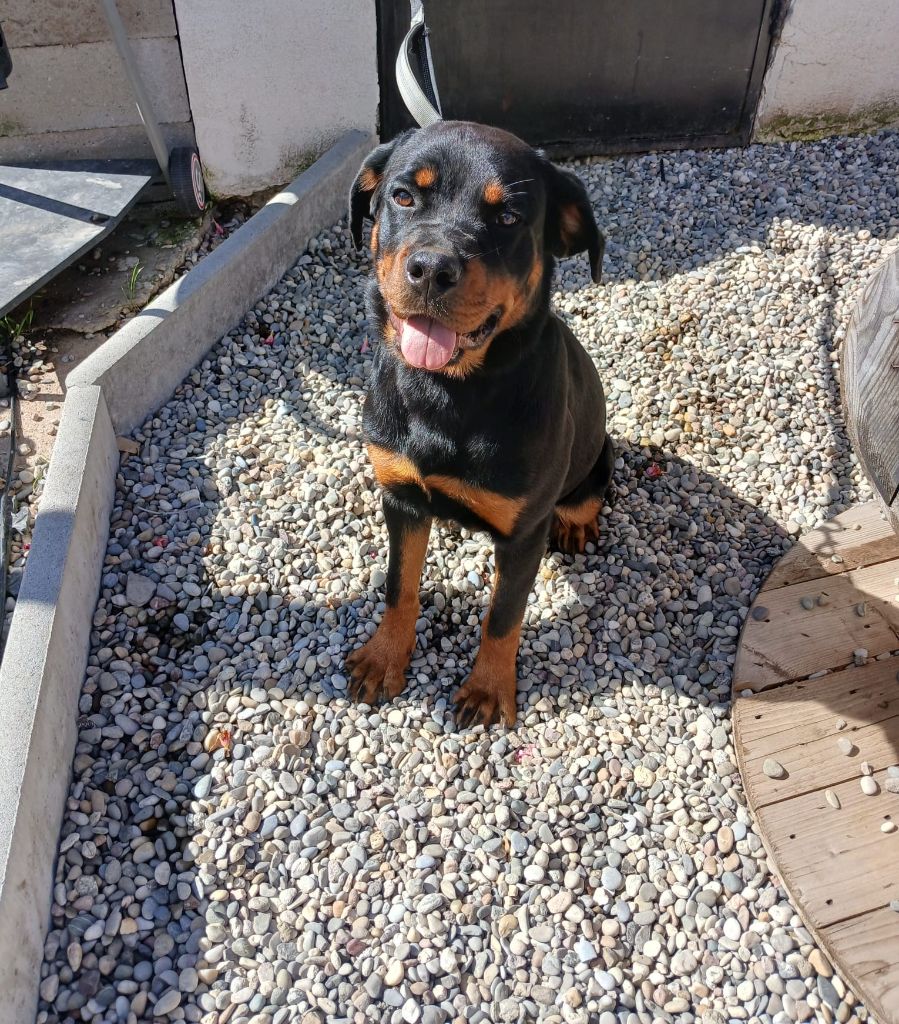 Du Valhalla Des Anges Noirs - Chiots disponibles - Rottweiler