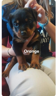 Orange