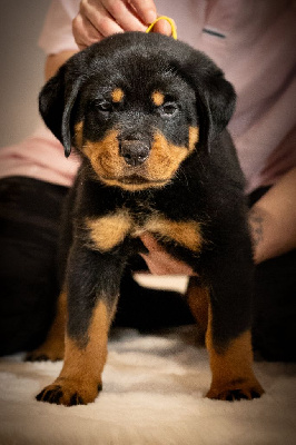 Ayka